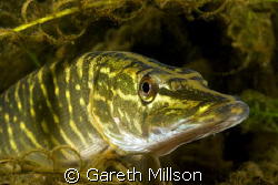 Juvenile Pike hiding in weeds.  Canon 20D, 50mm macro. by Gareth Millson 